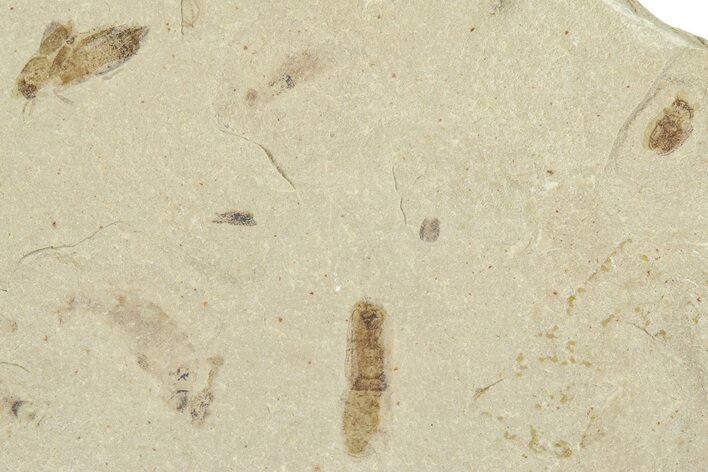 Detailed Fossil Beetles (Coleoptera) - Green River Formation, Utah #360225